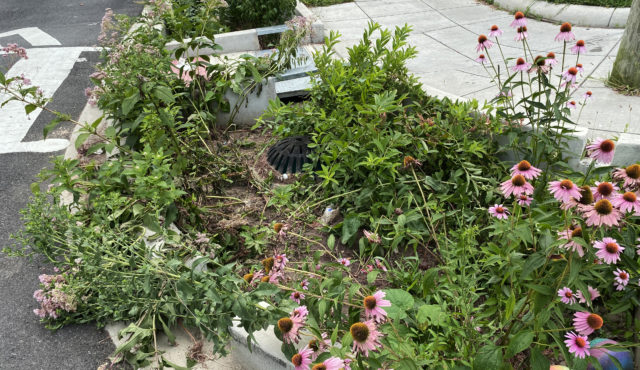 Flowers growing in a stormwater basin along a sidewalk